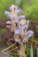 Orobanche coerulescens