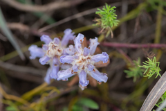 Orobanche coerulescens