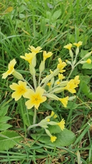 Primula