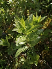 Mercurialis perennis