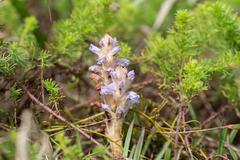 Orobanche coerulescens