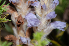 Orobanche coerulescens