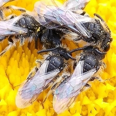 Panurginus albopilosus