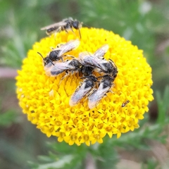 Panurginus albopilosus
