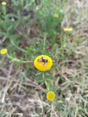 Anacyclus