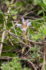Orobanche coerulescens