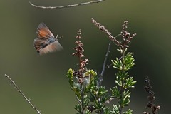 Callophrys augustinus iroides