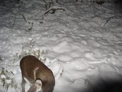 Forest Musk Deer photo 4