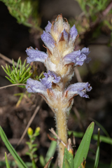 Orobanche coerulescens