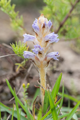 Orobanche coerulescens
