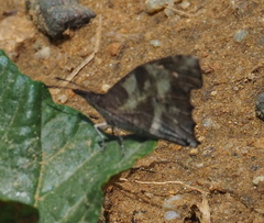 Libythea laius