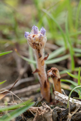 Orobanche coerulescens