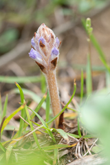 Orobanche coerulescens