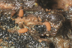 Trachypauropus