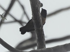 Conioptilon mcilhennyi