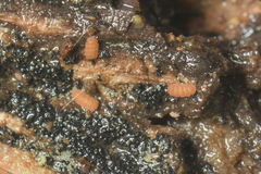Trachypauropus