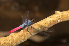 Orthetrum schneideri