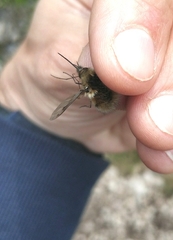 Bombylius fimbriatus