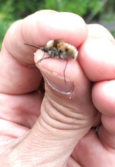 Bombylius fimbriatus
