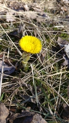 Tussilago farfara