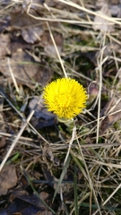 Tussilago farfara