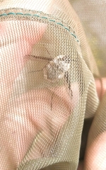 Bombylius fimbriatus