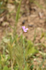 Petrorhagia nanteuilii