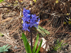 Hyacinthus