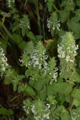 Stachys ocymastrum