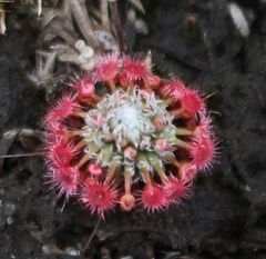 Drosera australis