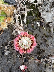 Drosera australis