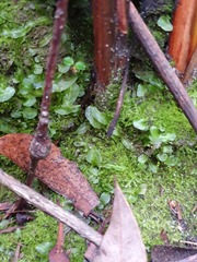 Symphyogyna podophylla