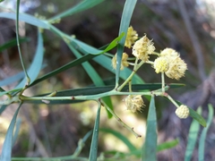 Acacia provincialis