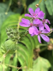 Erodium chium