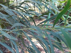 Acacia provincialis