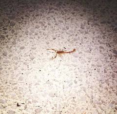 Centruroides vittatus