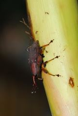 Metaprodioctes formosanus