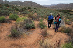 Tylecodon wallichii ecklonianus