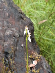 Eriochilus dilatatus multiflorus