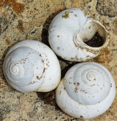 Sphincterochila candidissima