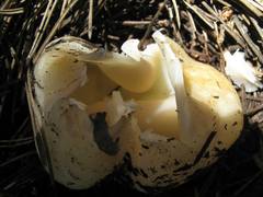 Sarcosphaera coronaria