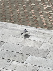 Motacilla alba