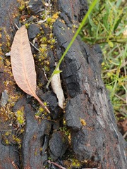 Eriochilus dilatatus multiflorus