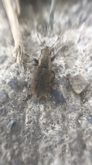 Sitona lineatus
