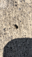 Sitona lineatus