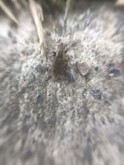 Sitona lineatus