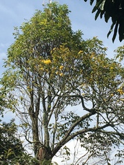 Handroanthus chrysanthus