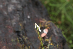 Eriochilus dilatatus multiflorus