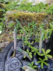 Polygonatum × hybridum
