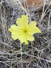 Oenothera brachycarpa